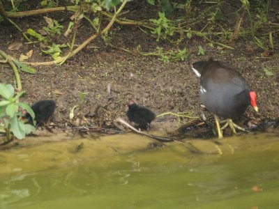 Common Moorhen & chicks