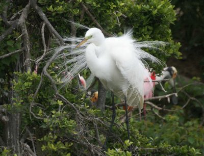 Great Egret