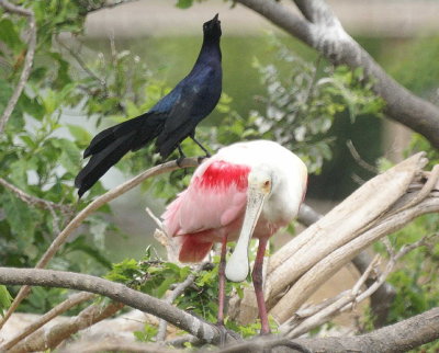 Roseate Spoonbill & Great-tailed Grackle