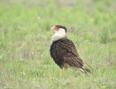 Caracara