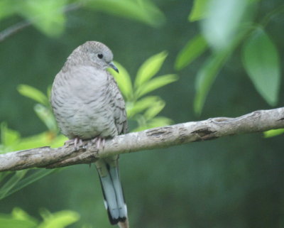 Inca Dove