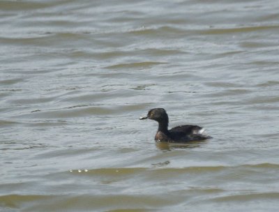 Least Grebe