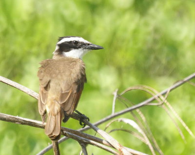 Great Kiskadee