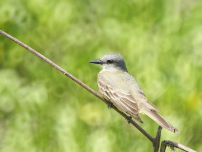 Couch's Kingbird