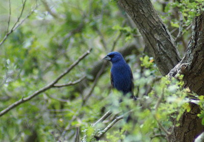 Blue Grosbeak