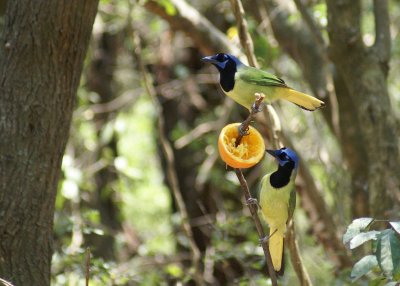 Green Jay