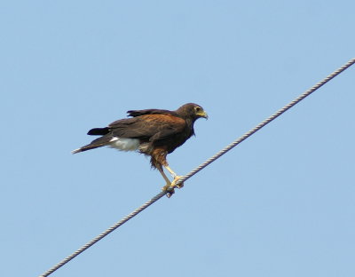 Harris' Hawk