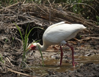 White Ibis