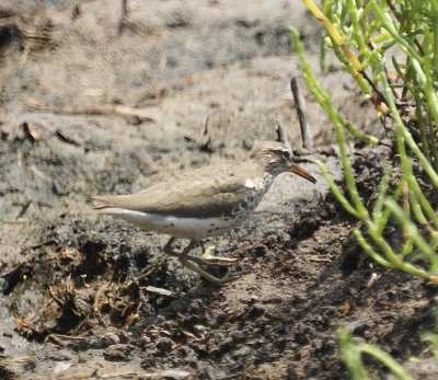 Spotted Sandpiper