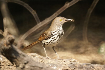 Long-billed Thrasher