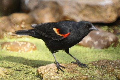 Red-winged Blackbird