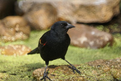 Red-winged Blackbird