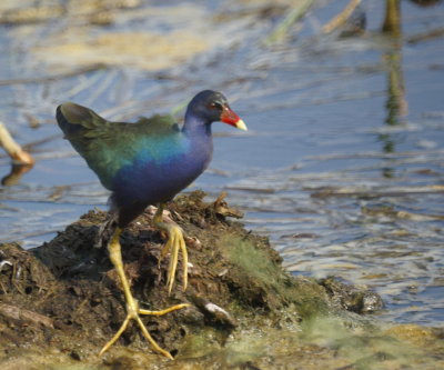 Purple Gallinule