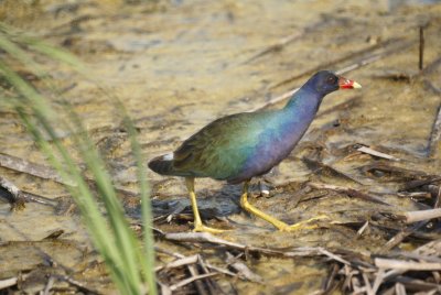 Purple Gallinule