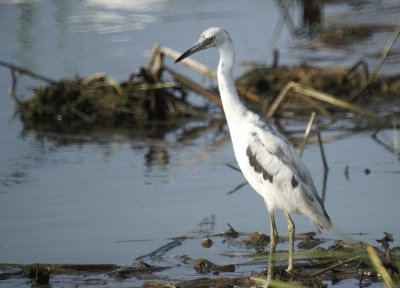 Little Blue Heron