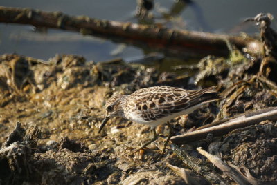 Least Sandpiper