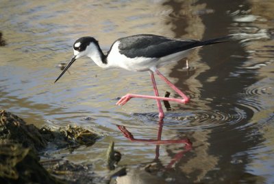 Black-necked Stilt