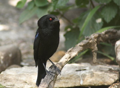 Bronzed Cowbird