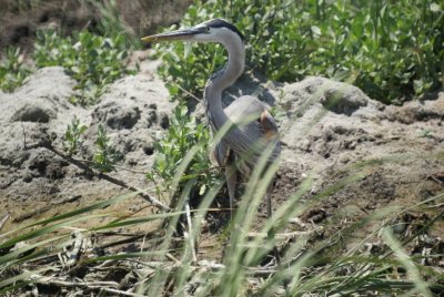 Great blue Heron