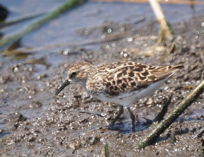 White-rumped  Sandpiper