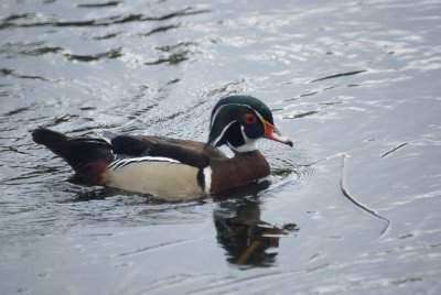 Wood Duck