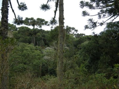 Araucaria trees