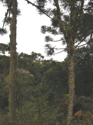 Araucaria trees