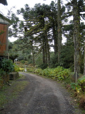 Araucaria trees
