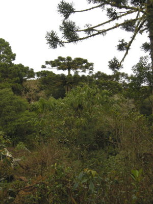 Araucaria trees
