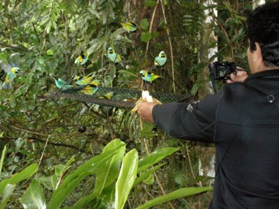 Braulio trying to photograph Green-backed Ta
