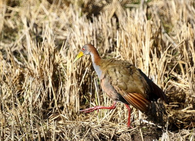 Birds &c of S. Brazil