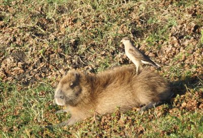 Capybara with Chimango Caracara removing leeches