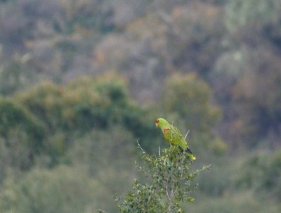 Red-spectacled Parrot