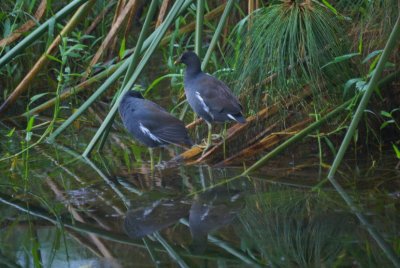 common Moorhen