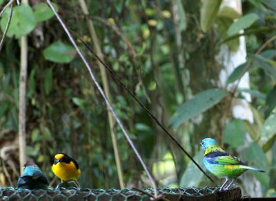 Green-backed Tanager, Vilaceous Euphonia and green Honeycreeper