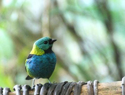 Green-backed Tanager