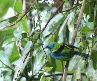 Green-backed Tanager