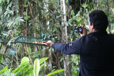 Braulio trying to get tanagers to feed from his hand