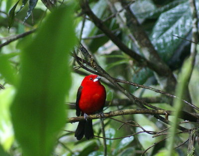 Brazilian Tanager