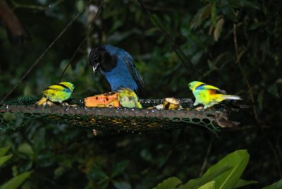 Green-backed Tanager, Azure Jay