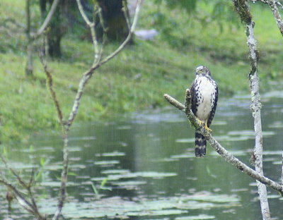 Barred Forest-Falcon, Juvenile