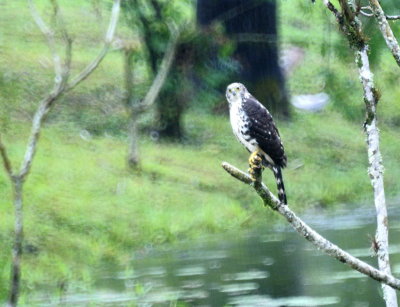Barred Forest-Falcon, Juvenile