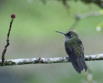 Sombre Hummingbird