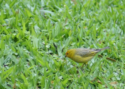 Saffron Finch