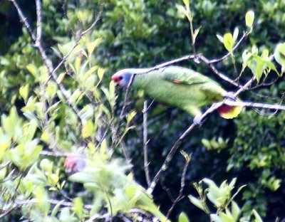 Red-tailed Parrot