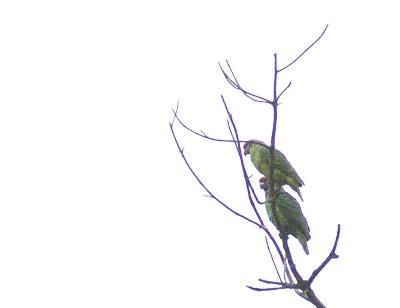 Red-tailed Parrot