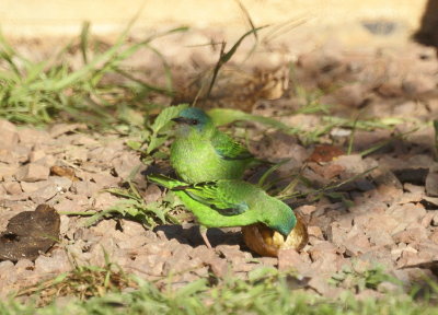 Blue Dacnis female