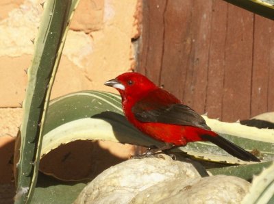 Brazilian Tanager