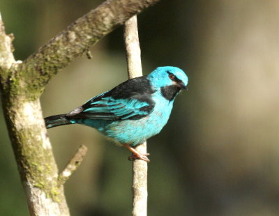 Blue Dacnis