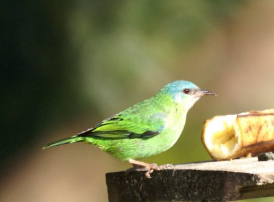 Blue Dacnis female